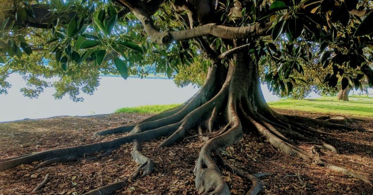 44 Grounding Root Chakra Affirmations