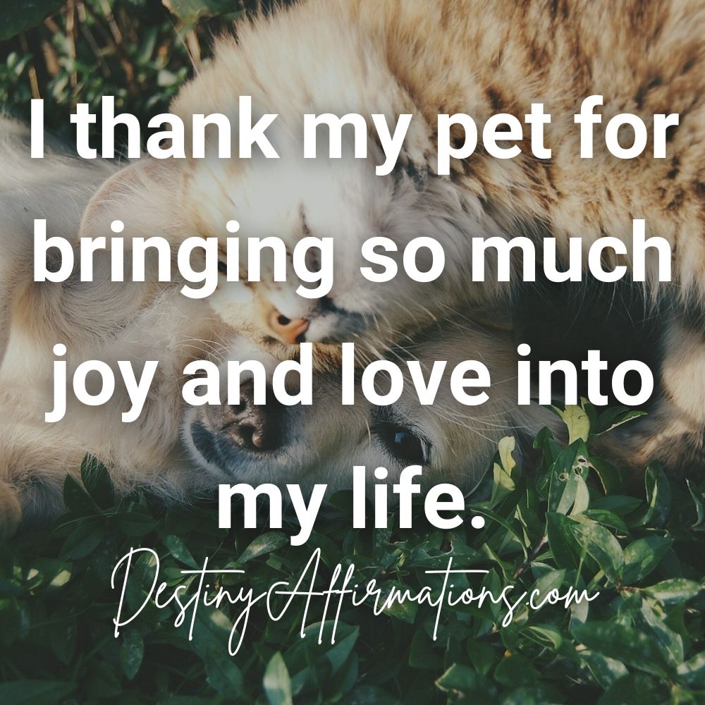 Affirmation for pet loss #13: "I thank my pet for bringing so much joy and love into my life."